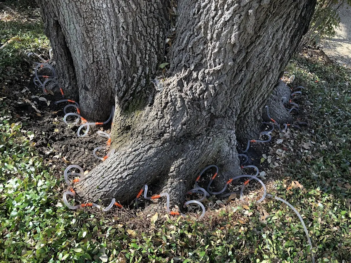 Detailed Tree Cabling and Bracing job site in Watauga