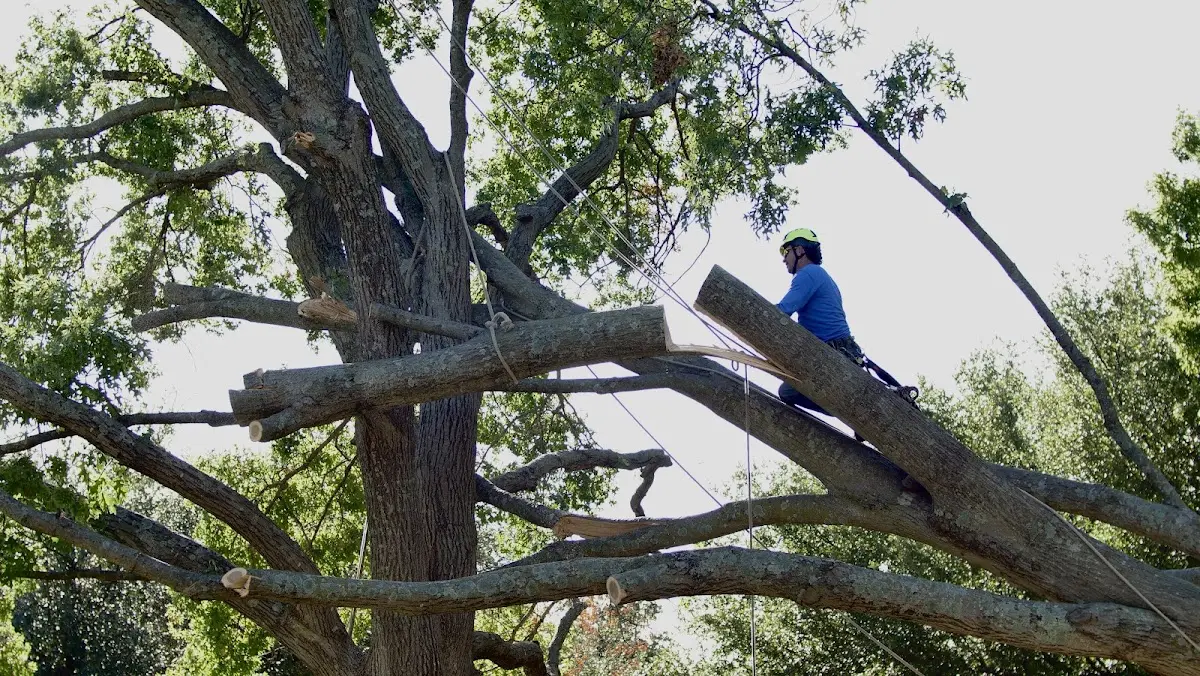 Professional Crown Thinning performed by certified arborists in Watauga